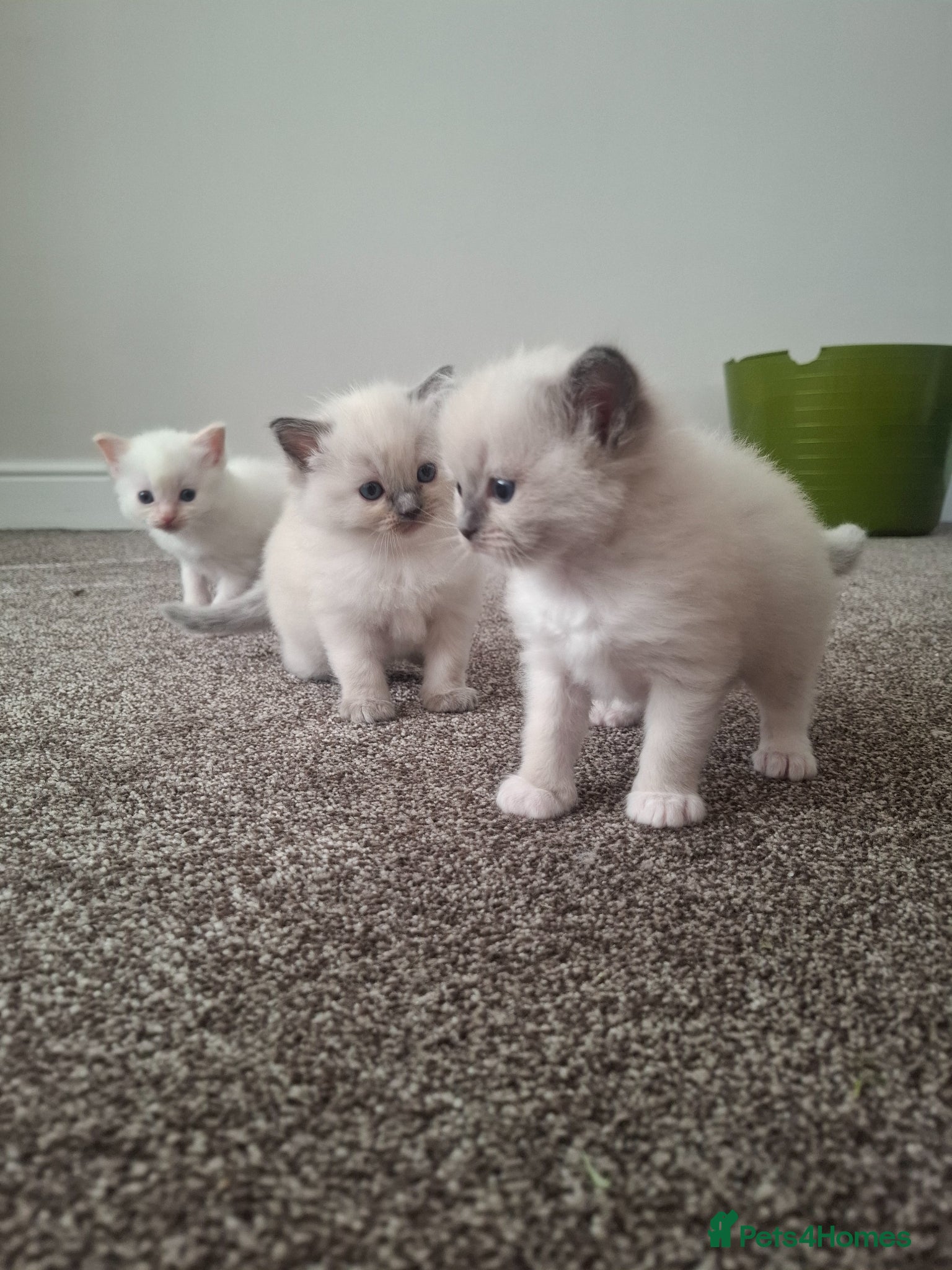 Ragdoll cats Beautiful playful Ragdolls - Advert 5