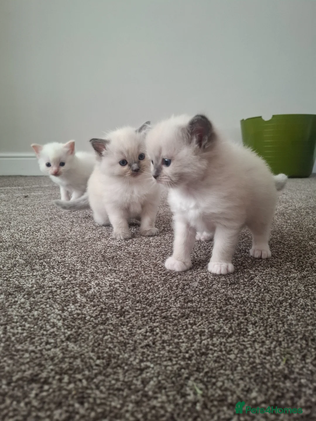 Ragdoll cats for sale: Beautiful playful Ragdolls in Walsall - Advert 1