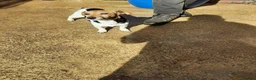 Jack Russell dogs for sale: Mini jack Russell  - Advert 2