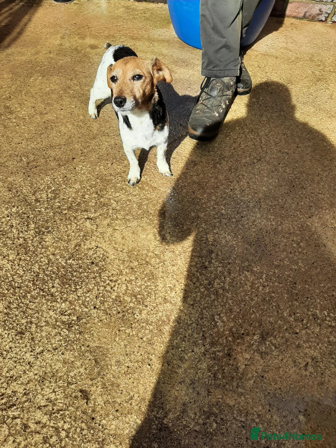 Jack Russell dogs for sale: Mini jack Russell  - Advert 2