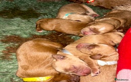 Cavapoo dogs for sale: Rare unique moyen Cavapoos - Image 2