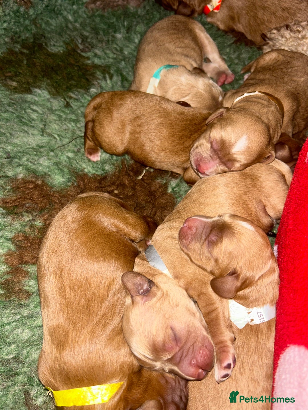 Cavapoo dogs for sale: Rare unique moyen Cavapoos - Image 2