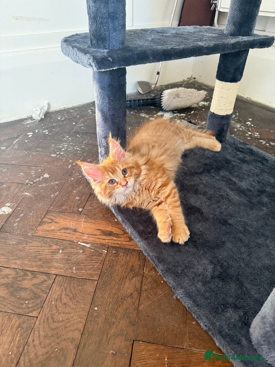 Maine Coon cats for sale: Maine coon kittens GCCF - Image 6