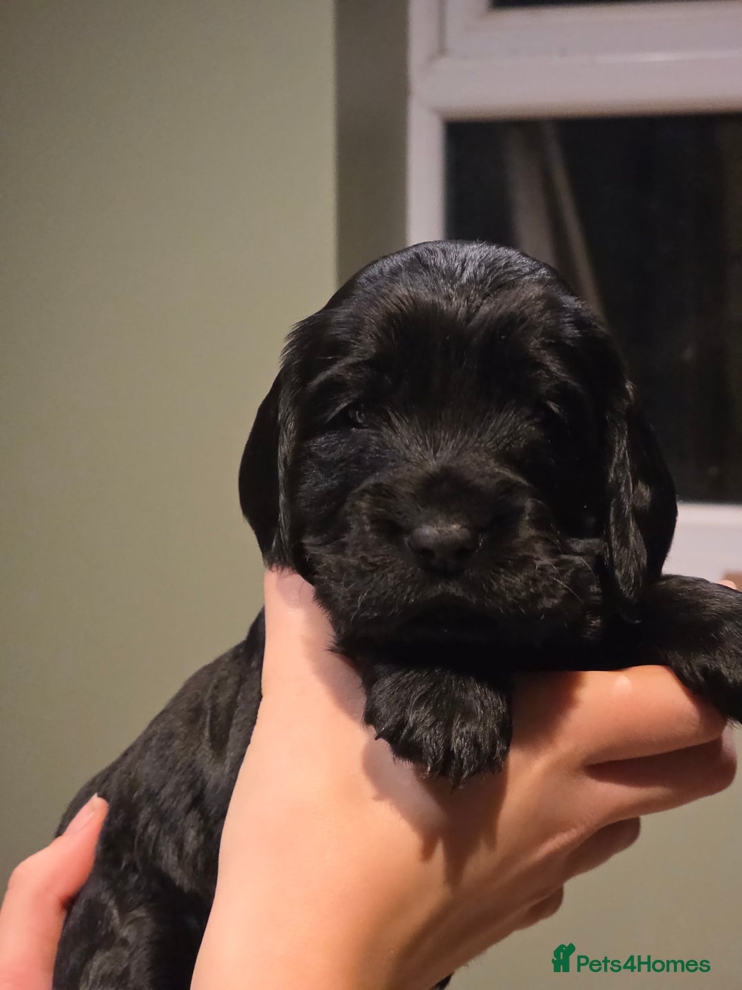 Cockalier dogs for sale: Gorgeous chunky Cockalier pupuchinos - Image 14