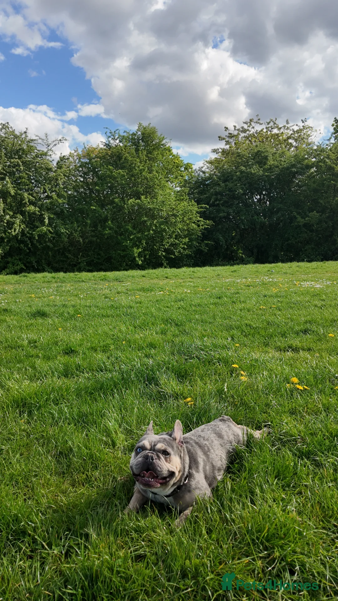 French Bulldog dogs for stud: Alfie moon Frenchie stud  - Advert 4