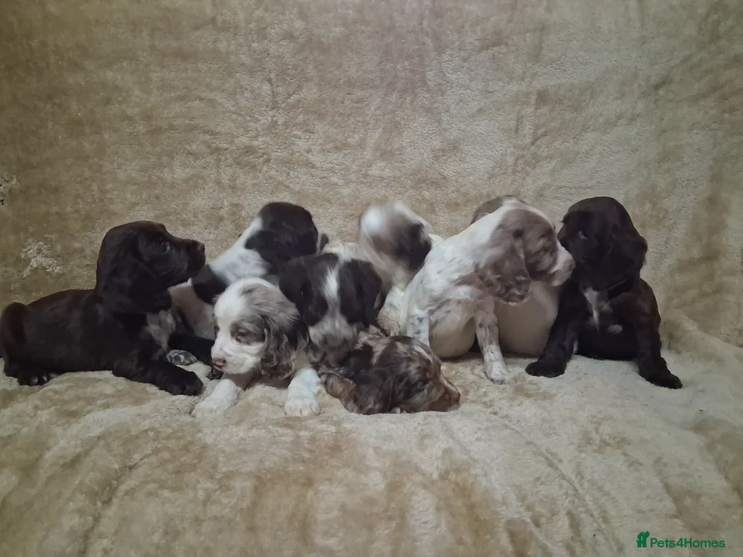 Cocker Spaniel dogs for sale: Cocker spaniel puppies - Advert 7