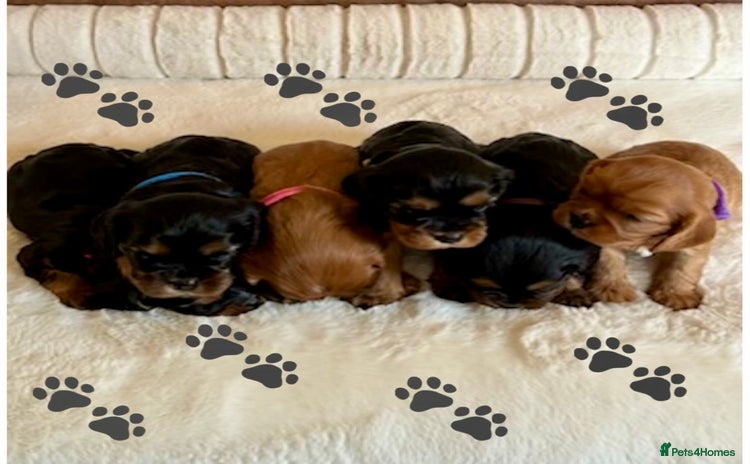 Cavalier King Charles Spaniel dogs - Advert 5