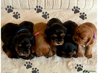 Cavalier King Charles Spaniel dogs - Advert 11