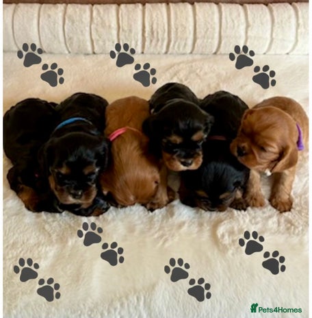 Cavalier King Charles Spaniel dogs - Advert 1