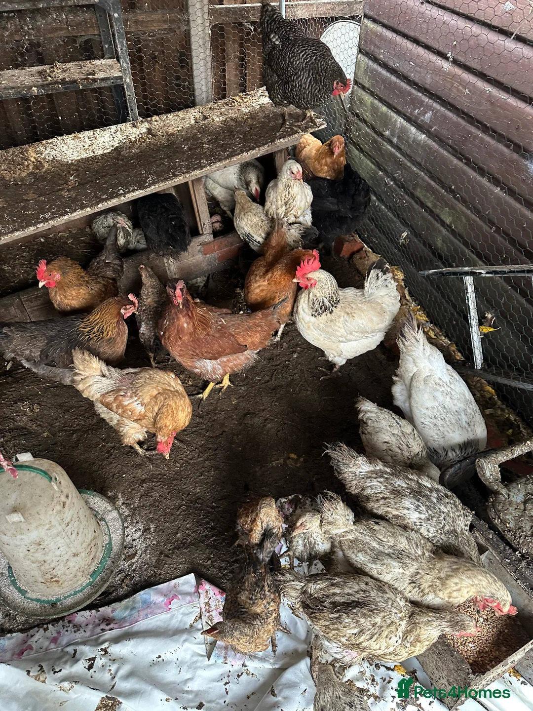 Mixed Breed poultry for sale: Mixed breed young 1 year old chicken - Advert 5