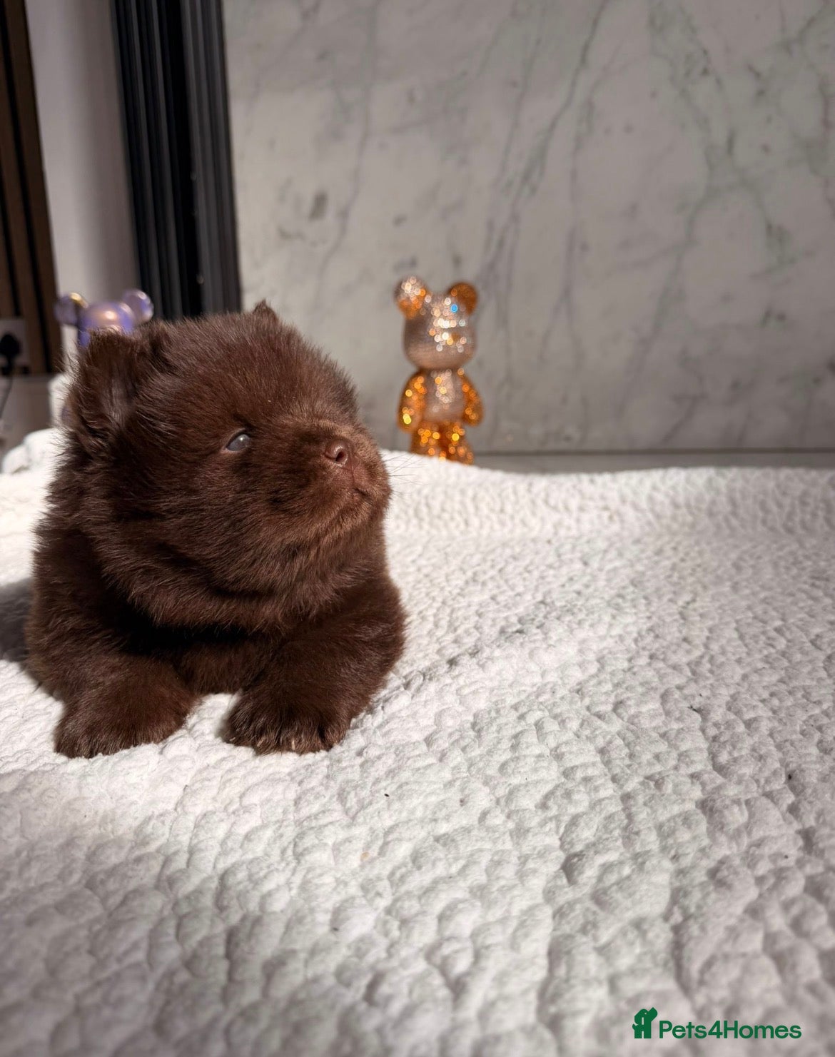 Chow Chow dogs for sale: Chocolate Baby Chow Chow  - Advert 3