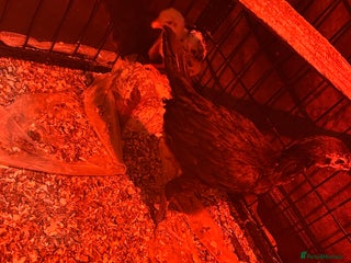 Chickens poultry - Advert 36