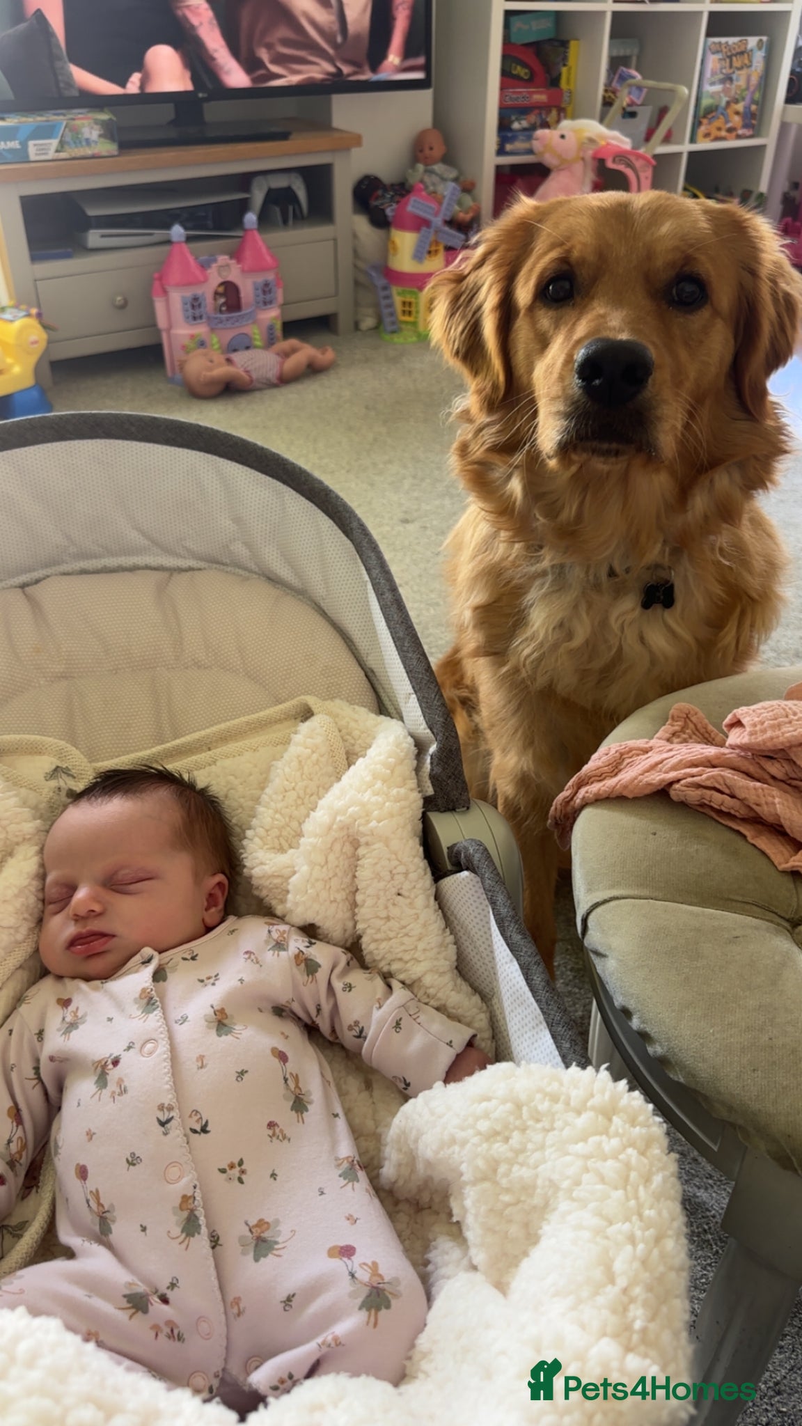 Golden Retriever dogs for sale: 1 year old Rehome needed in Ilminster - Advert 4