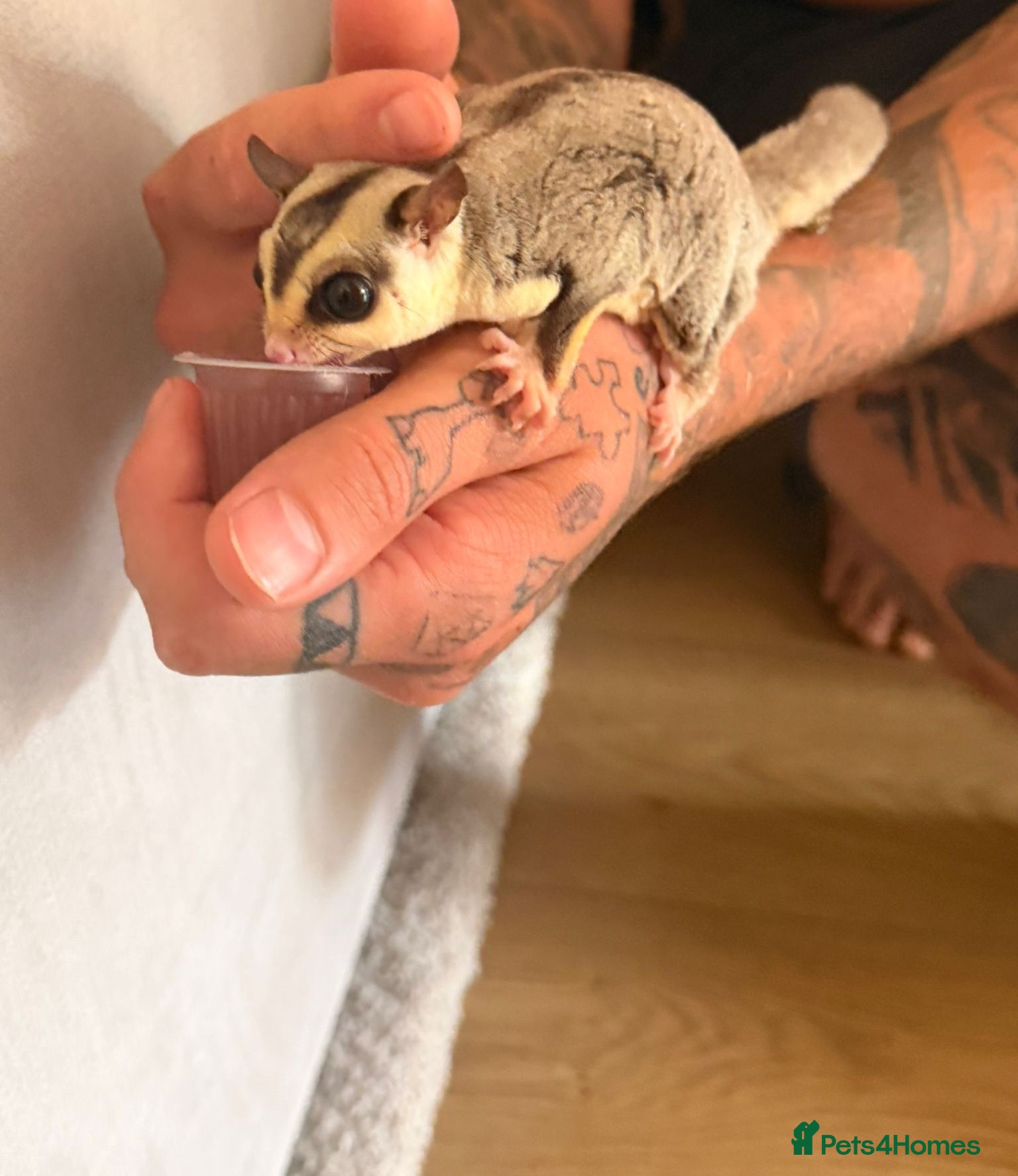 Sugar Glider rodents male sugar glider - Advert 5