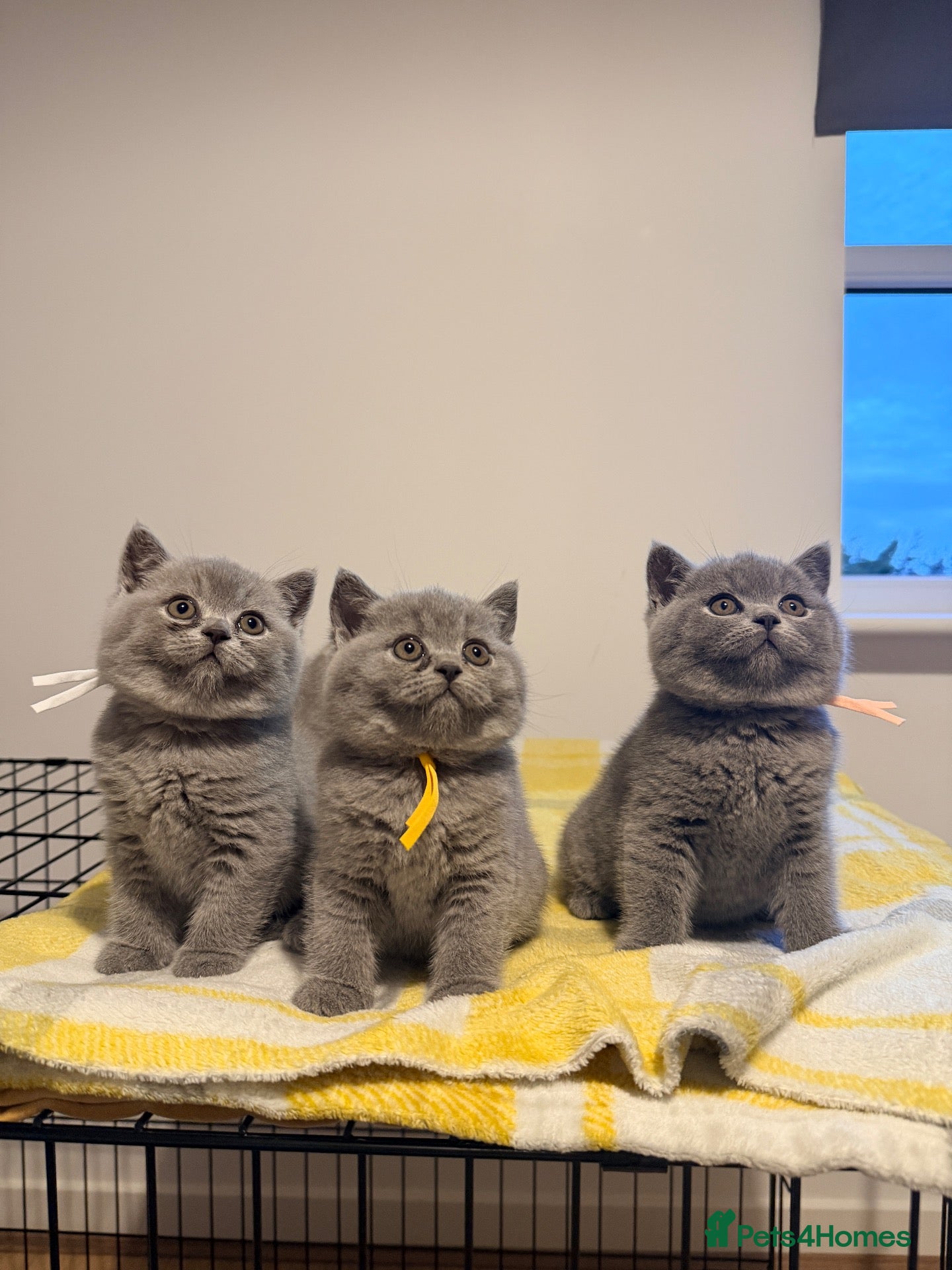 British Shorthair cats British Shorthair Kittens GCCF Registered😻✨😻 - Advert 2