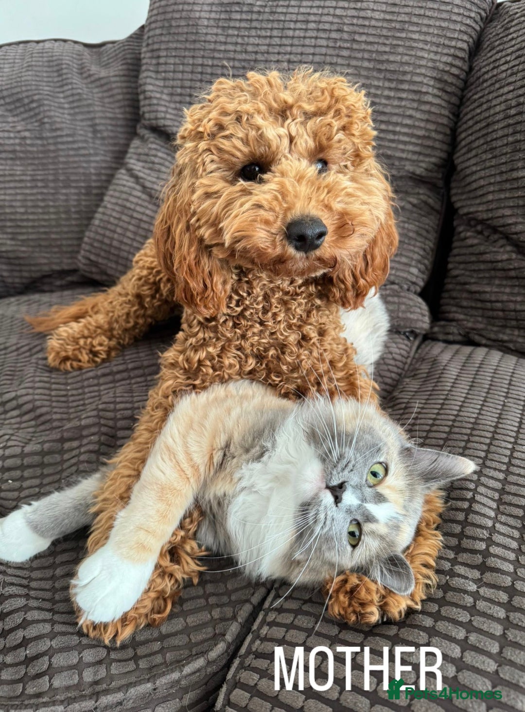 Toy Poodle dogs for sale: Gorgeous Toy Poodle Puppies  - Advert 7