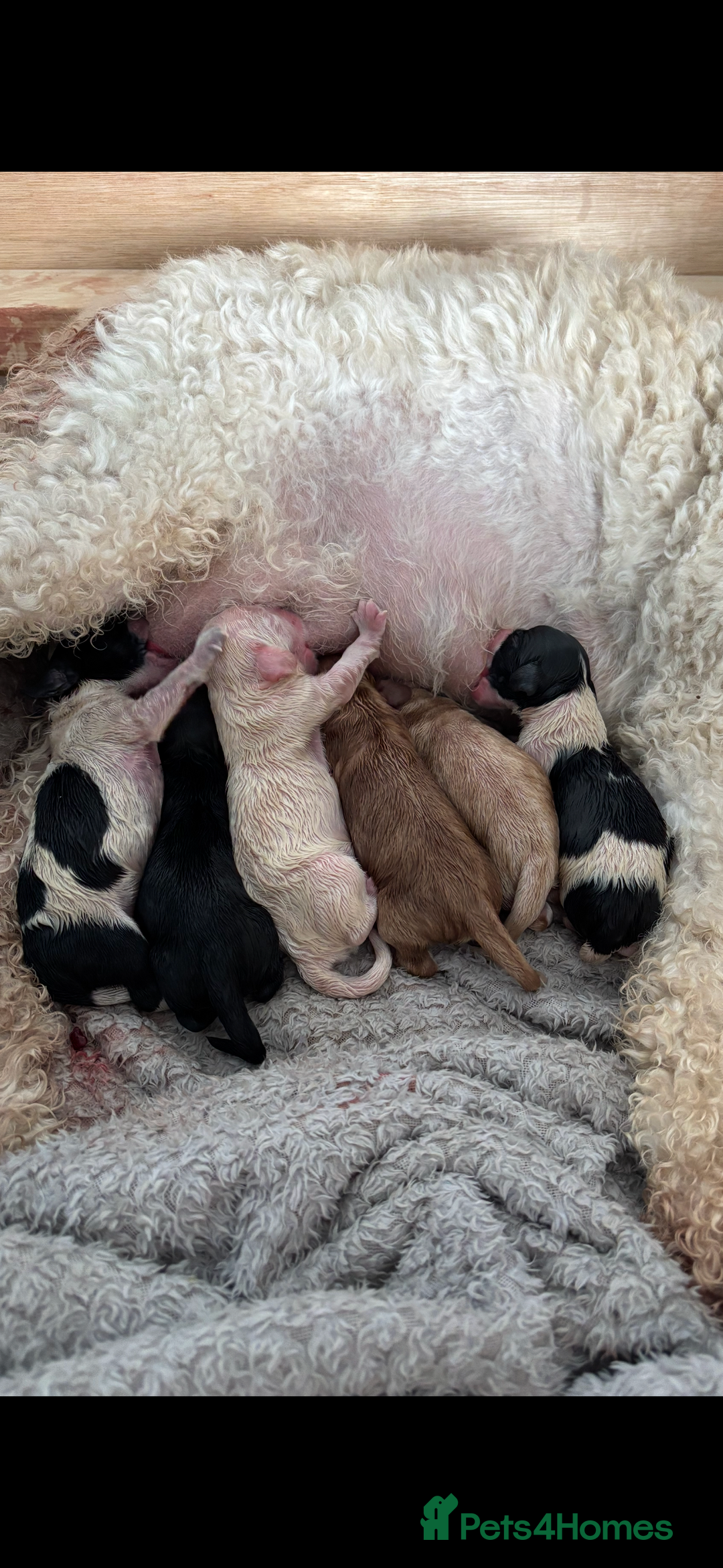 Cockapoo dogs for sale: Stunning cockapoo puppies - Image 1