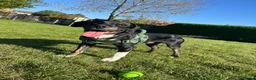Mixed Breed dogs for sale: buddy needs a forever home - Advert 6