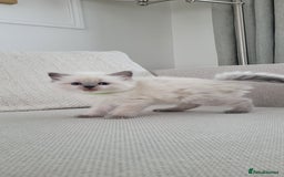 Ragdoll cats for sale: Adorable Ragdoll Kittens  - Image 4