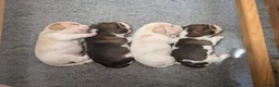 Beagle dogs for sale: Exceptional Breed Beagle Puppies in South Ockendon - Advert 10