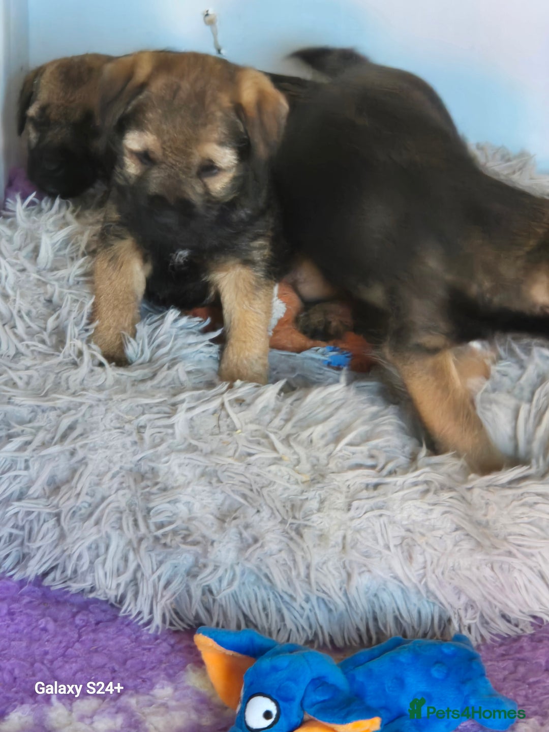 Border Terrier dogs for sale: Border terriers puppys - Image 8