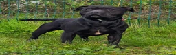 Staffordshire Bull Terrier dogs for sale: KC Health Tested Staffordshire Bull Terriers - Advert 19