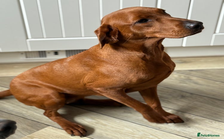 Labrador Retriever dogs - Advert 12