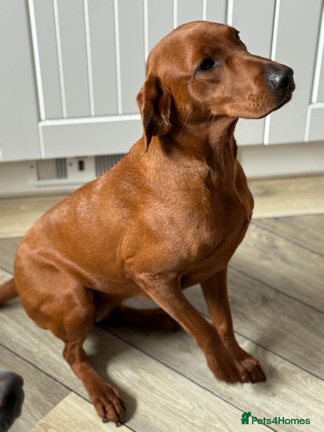 Labrador Retriever dogs for sale: Pre trained dark red mahogany female 15 months old - Image 2