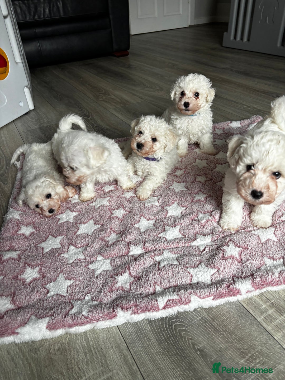 Bichon Frise dogs for sale: Bichon Frise Puppies - Image 2