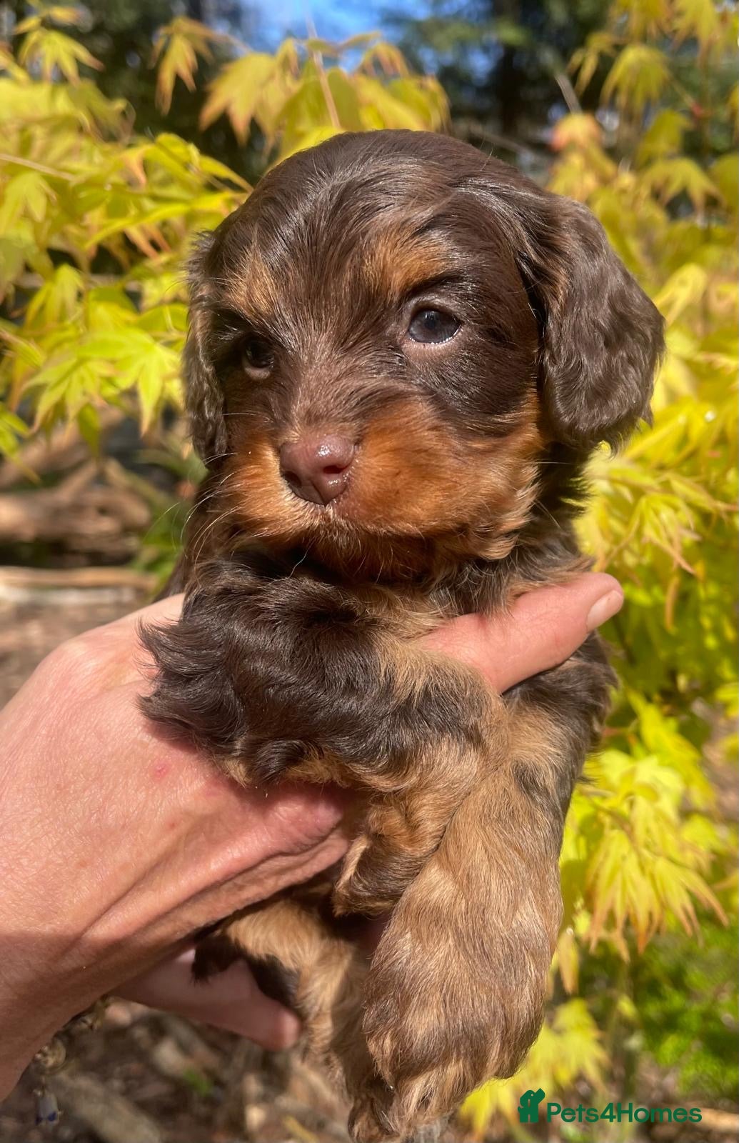 Cavapoo dogs Toy Cavapoos Health tested . - Advert 1