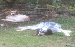 English Setter dogs for adoption: Thor  - Image 14