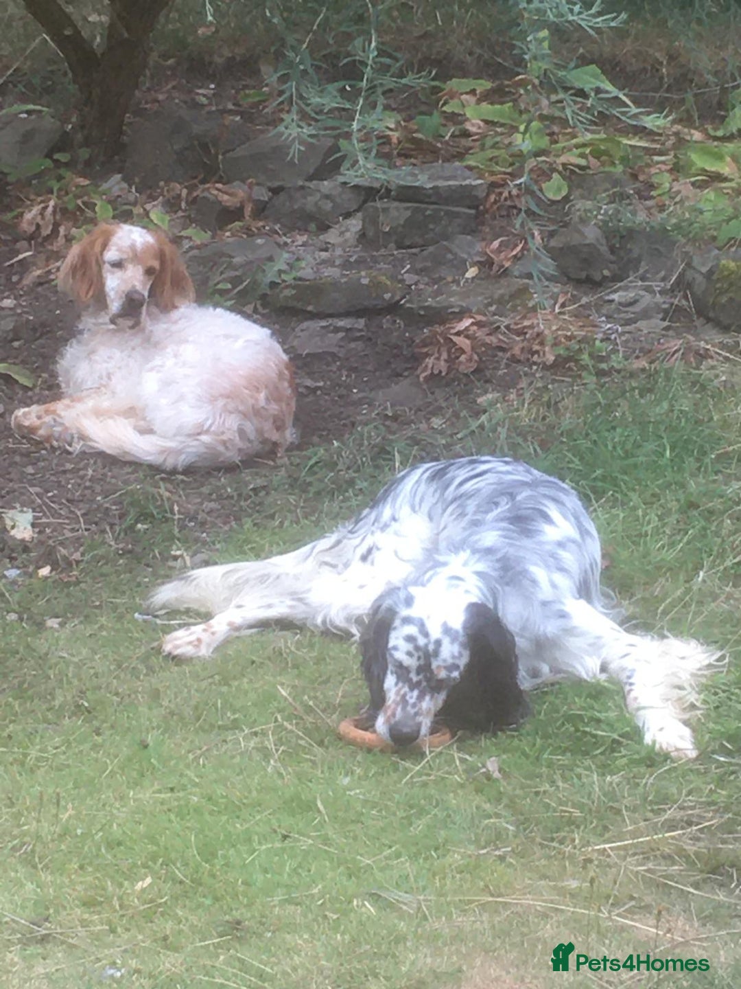 English Setter dogs for adoption: Thor  - Image 14