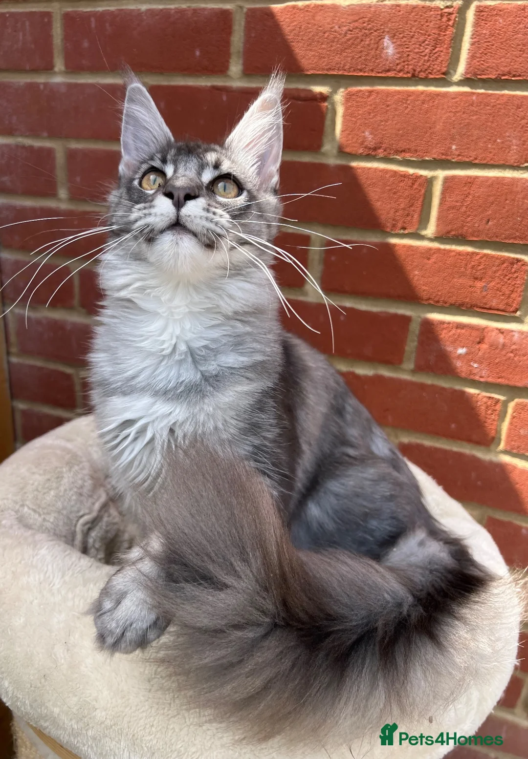 Maine Coon cats for sale: Active TICA registered Maine Coon female girl nice - Advert 2