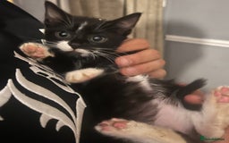Mixed Breed cats for sale: Beautiful kittens  - Image 7