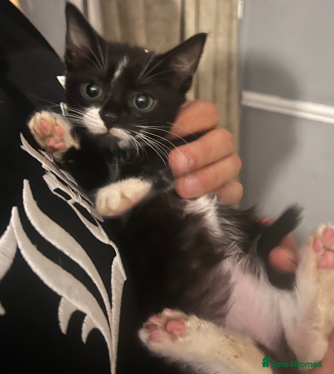 Mixed Breed cats for sale: Beautiful kittens  - Image 7