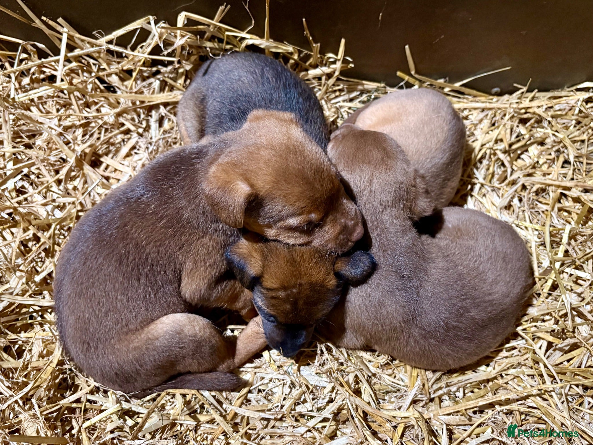 Patterdale Terrier dogs Quality Patterdale Pups Available  - Advert 2