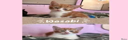 Mixed Breed cats for sale: Cat & Kittens Adoption ☺️ - Advert 5