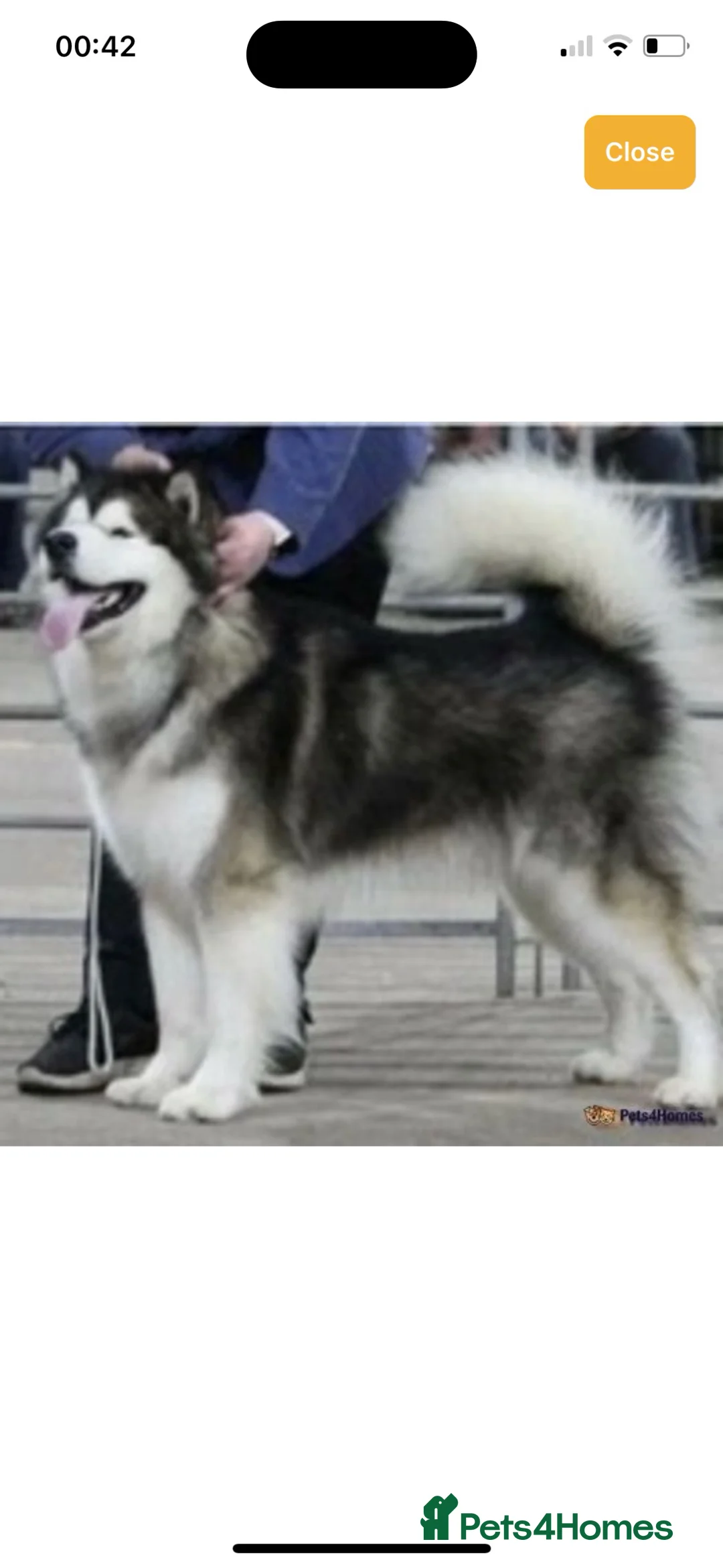 Alaskan Malamute dogs for sale: K.C registered Quality Alaskan Malamute puppies - Advert 7