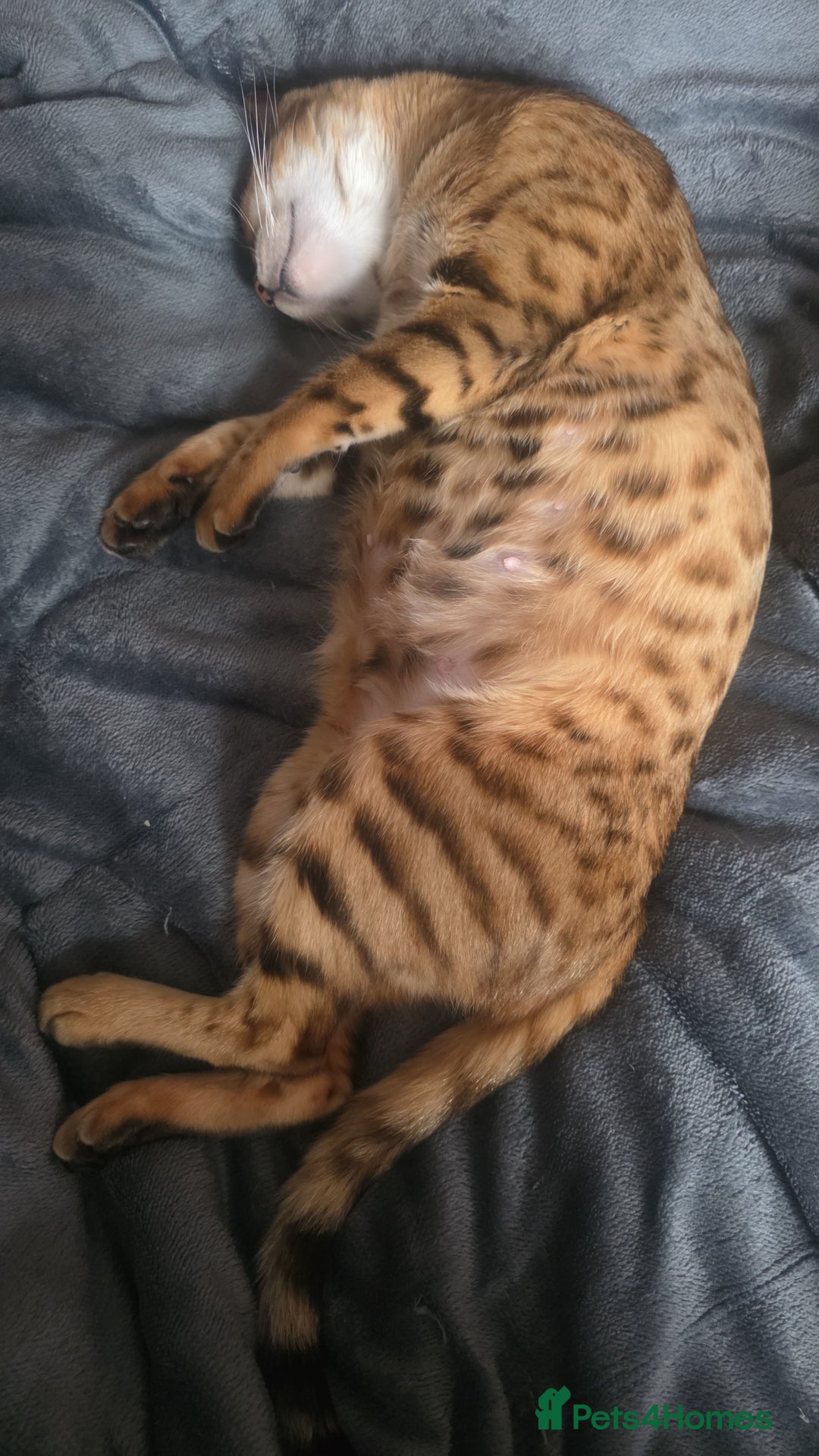 Bengal cats for sale: Stunning bengal female cat 1 year old 🐈  - Image 7