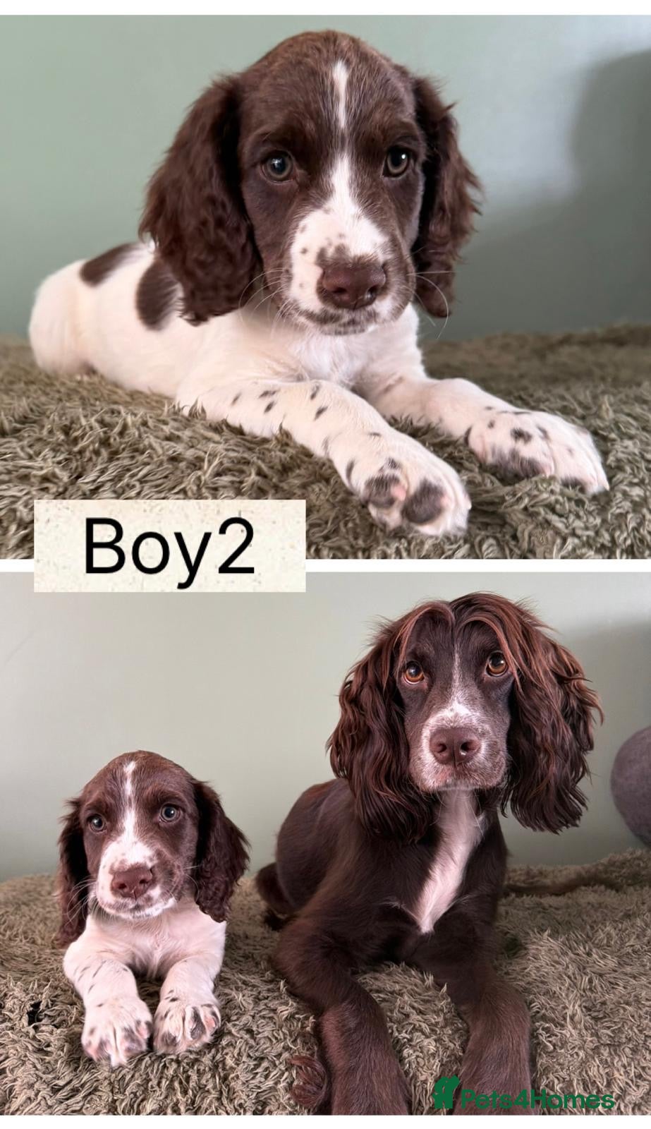 Cocker Spaniel dogs Cocker Spaniel puppies for sale - Advert 1