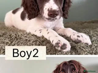 Cocker Spaniel dogs Cocker Spaniel puppies for sale - Advert 1