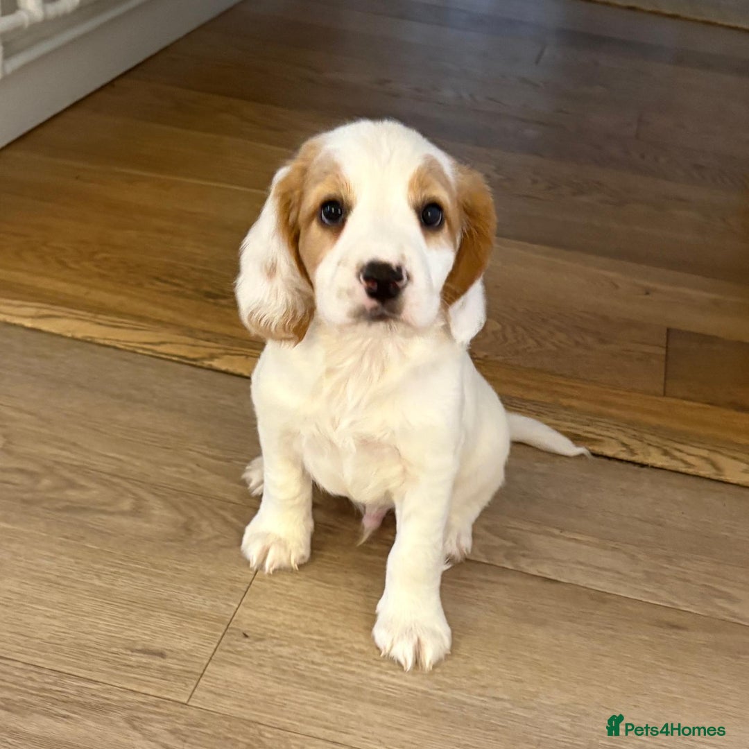 Sprocker dogs for sale: Sprocker Puppies  - Image 1