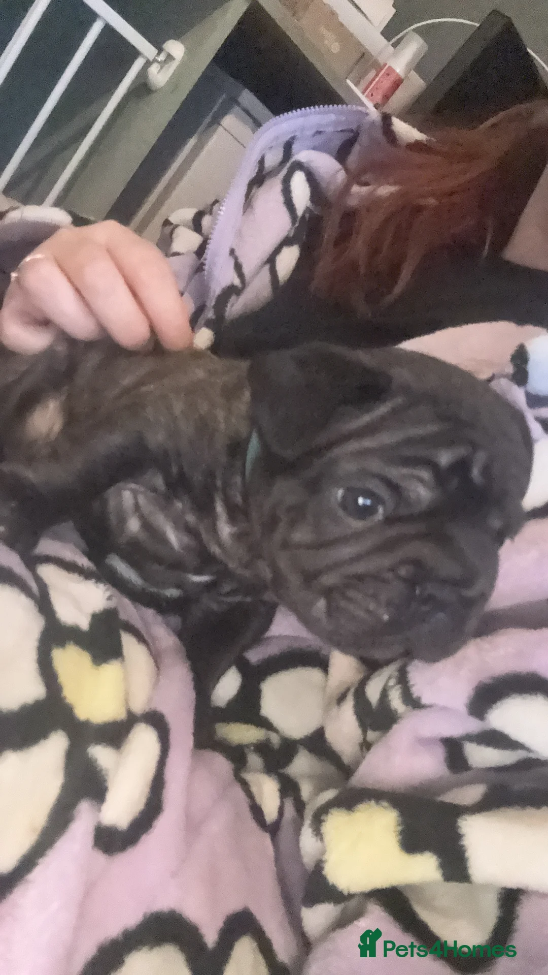 French Bulldog dogs for sale: Reduced price!!! Beautiful French bulldog pups  - Advert 13