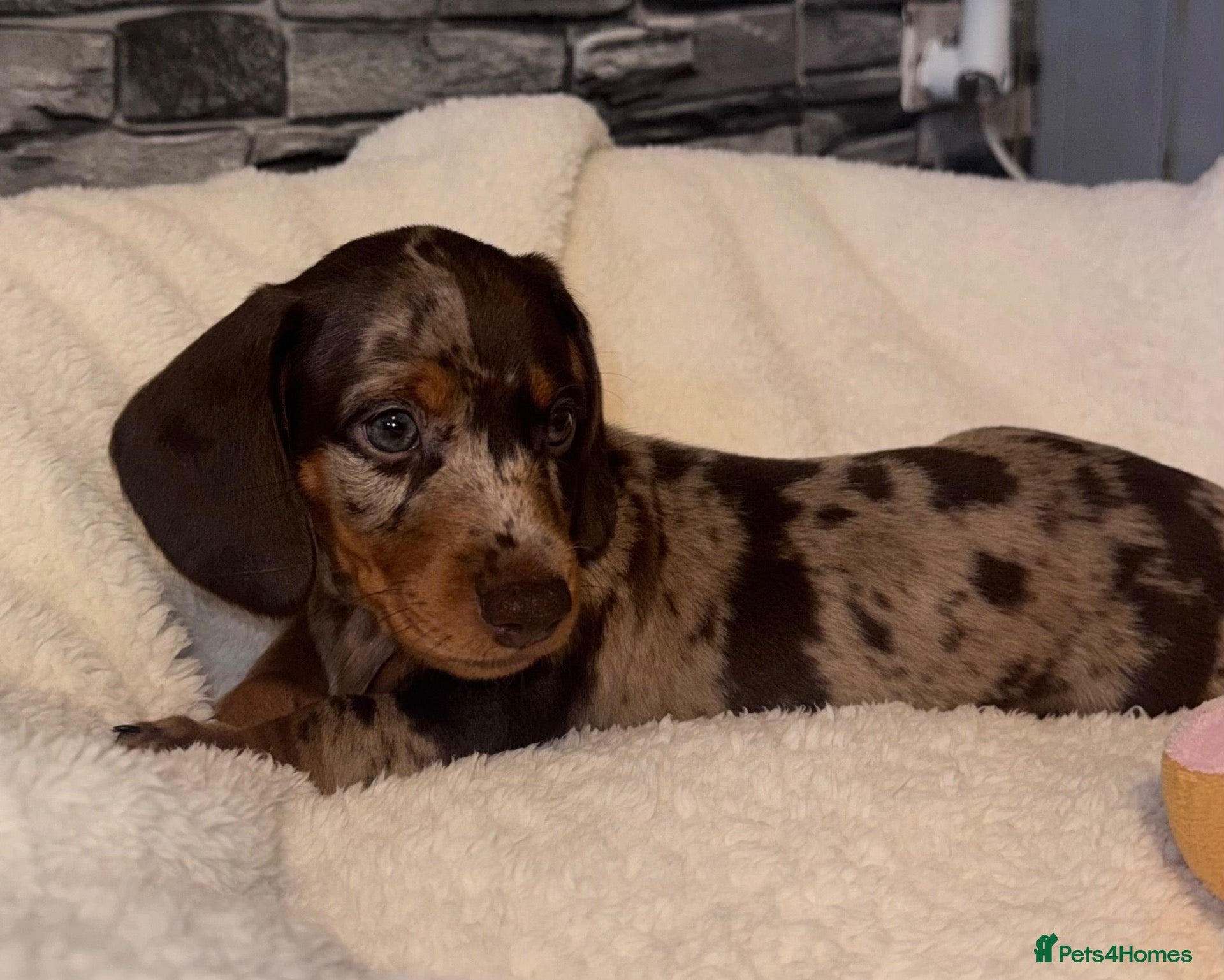 Miniature Dachshund dogs for sale: Miniature Dachshund  - Advert 9