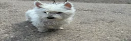 West Highland Terrier dogs for sale: West highland terrier puppies  in Northampton - Advert 8
