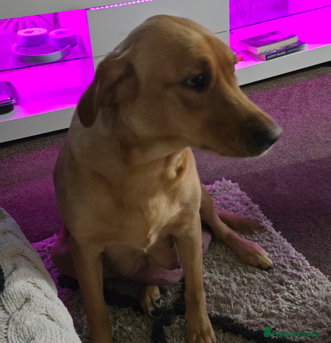 Labrador Retriever dogs for sale: Labrador retriever puppies - Advert 1