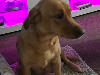 Labrador Retriever dogs Labrador retriever puppies - Advert 14