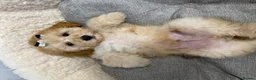 Toy Poodle dogs for sale: Toy poodle  - Advert 4