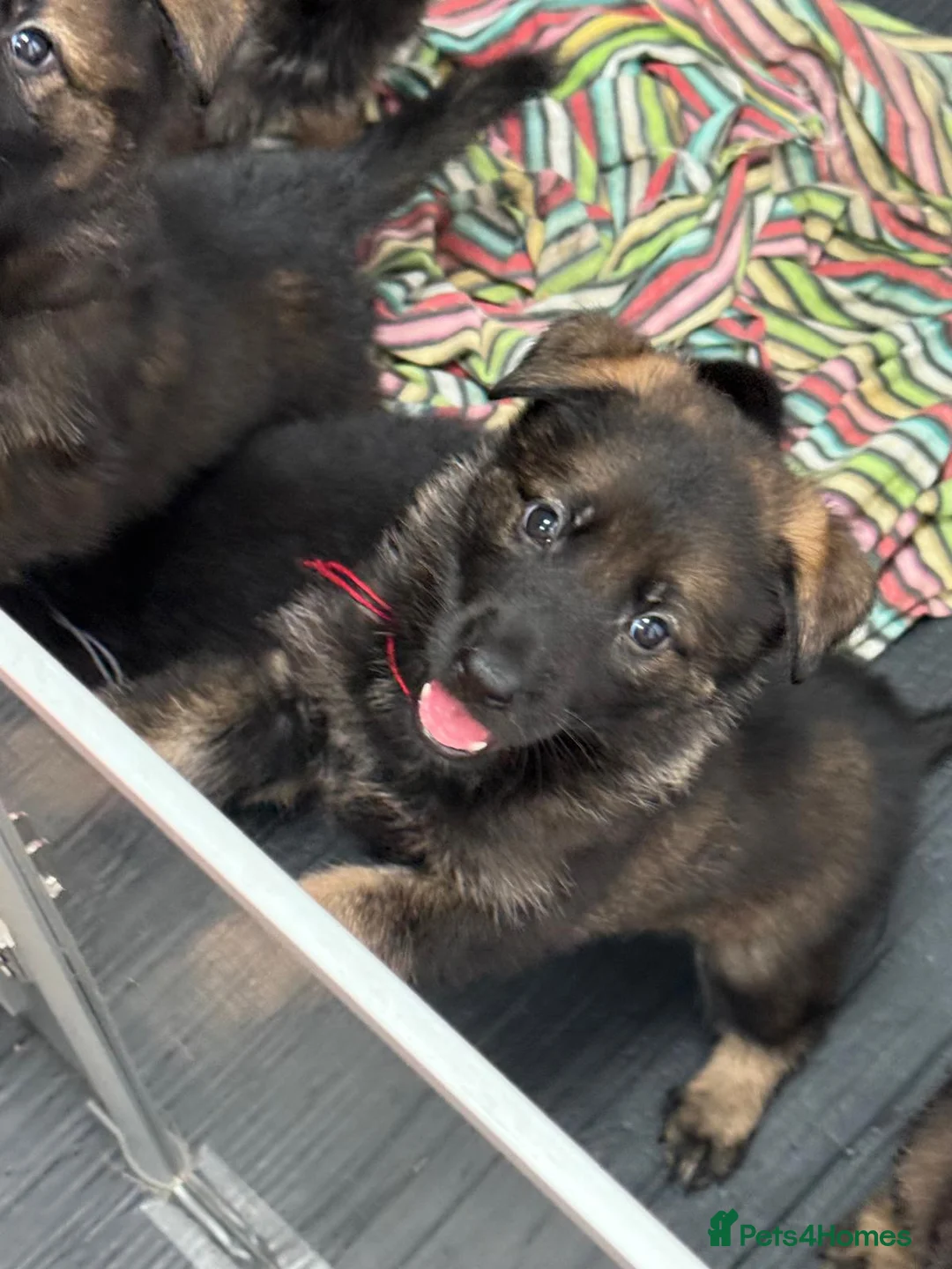 German Shepherd dogs for sale: ELITE KC REG CZECH WORKING LINE GSD PUPPIES 🏆 - Advert 1