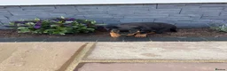Rottweiler dogs for sale: FULLKC GERMAN LINES🏆💙 2BOYS LICENSED BREEDER 5⭐️ - Advert 31